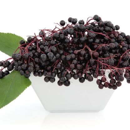 TFA Elderberry