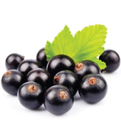 INA Blackcurrant